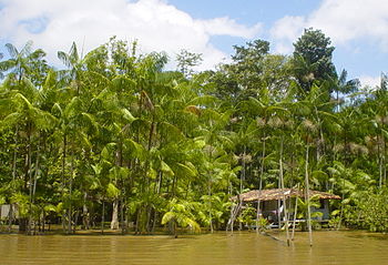 English: grove of Acai palms. Deutsch: Die Aça... English: grove of Acai palms. Deutsch: Die Aça...
