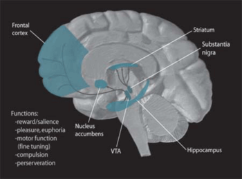 Dopamine Pathways. In the brain, dopamine play... Dopamine Pathways. In the brain, dopamine play...