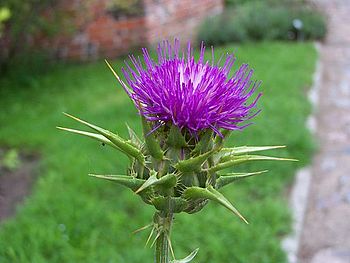 en: Milk thistle flowerhead. pl: Ostropest pla... en: Milk thistle flowerhead. pl: Ostropest pla...