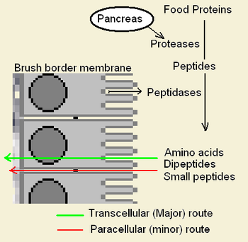 English: Illustration of the Intestinal brush ... English: Illustration of the Intestinal brush ...