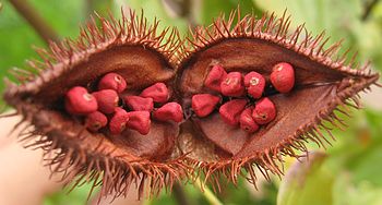 English: Open fruit of Bixa orellana, showing ... English: Open fruit of Bixa orellana, showing ...