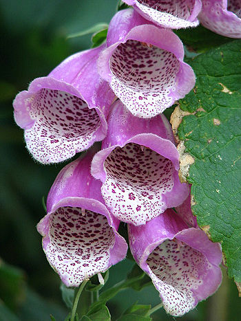 Common foxglove (Digitalis purpurea) - detail ... Common foxglove (Digitalis purpurea) - detail ...