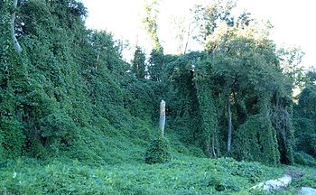 Kudzu on trees in Atlanta, Georgia, USA Locati... Kudzu on trees in Atlanta, Georgia, USA Locati...