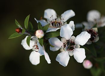 English: A native New Zealand bee (probably Le... English: A native New Zealand bee (probably Le...