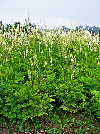 English: Actaea racemosa, Ranunculaceae, Black... English: Actaea racemosa, Ranunculaceae, Black...