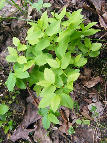 English: Vaccinium myrtillus L., Bilberry Pols... English: Vaccinium myrtillus L., Bilberry Pols...