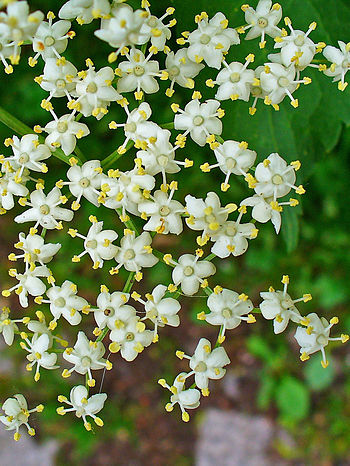 Sambucus nigra, Adoxaceae, Elder, Elderberry, ... Sambucus nigra, Adoxaceae, Elder, Elderberry, ...