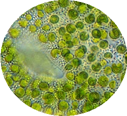 English: A microscopic view of the alga Chlore... English: A microscopic view of the alga Chlore...